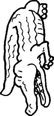 Fisă de colorat cu Animale crocodili de colorat p16