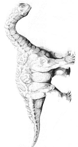 Fisă de colorat cu Animale dinozauri de colorat p10