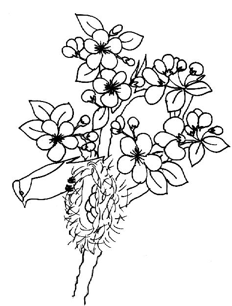 Fisă de colorat cu Copaci de colorat p01