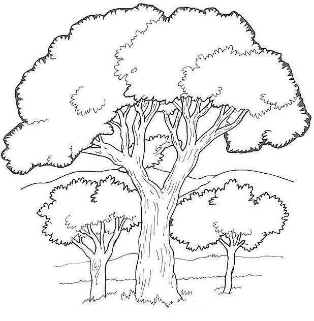 Fisă de colorat cu Copaci de colorat p07