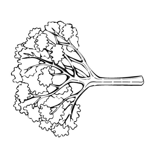 Fisă de colorat cu Copaci de colorat p11