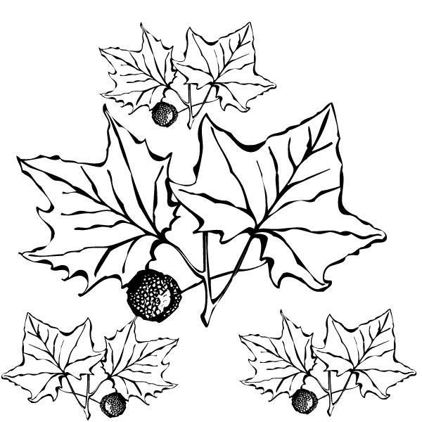 Fisă de colorat cu Copaci de colorat p12