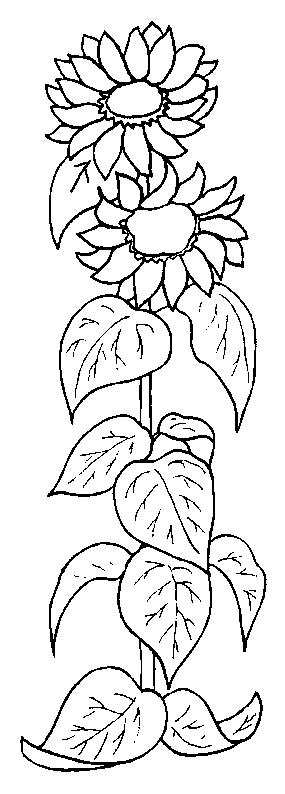 Fisă de colorat cu Floarea soarelui de colorat p05