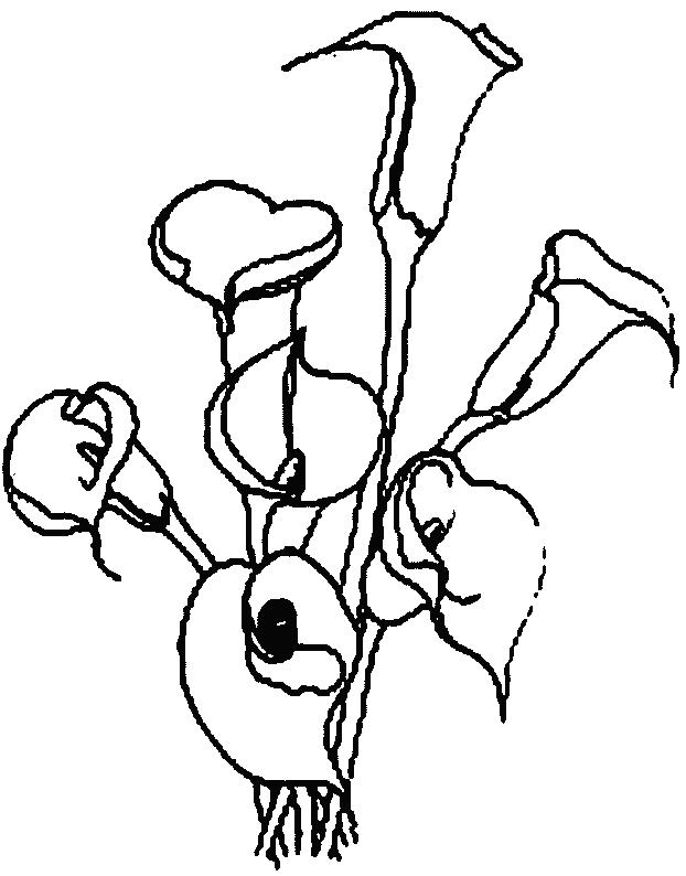 Fisă de colorat cu Flori cale de colorat p03