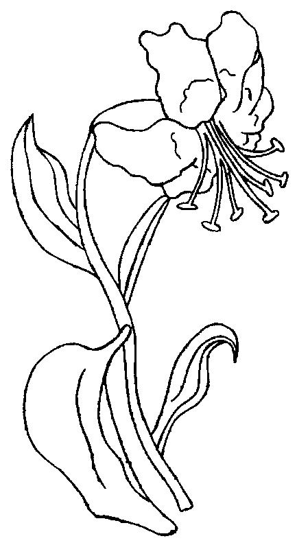 Fisă de colorat cu Flori crini de colorat p01