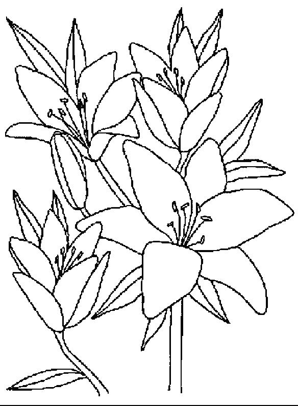 Fisă de colorat cu Flori crini de colorat p06