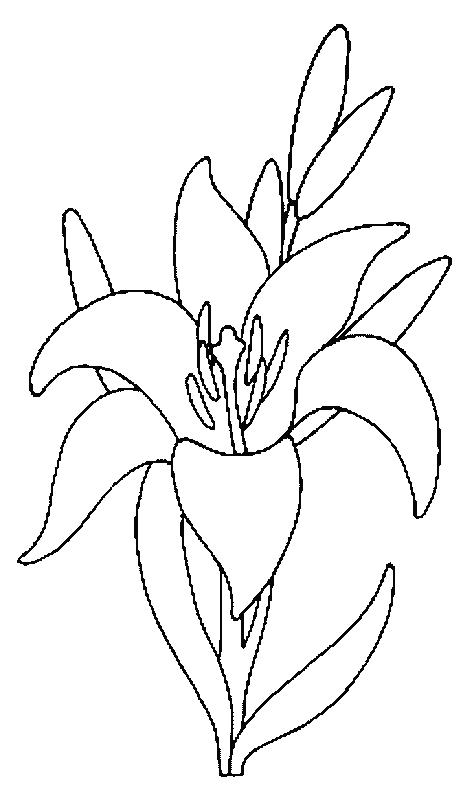 Fisă de colorat cu Flori crini de colorat p07