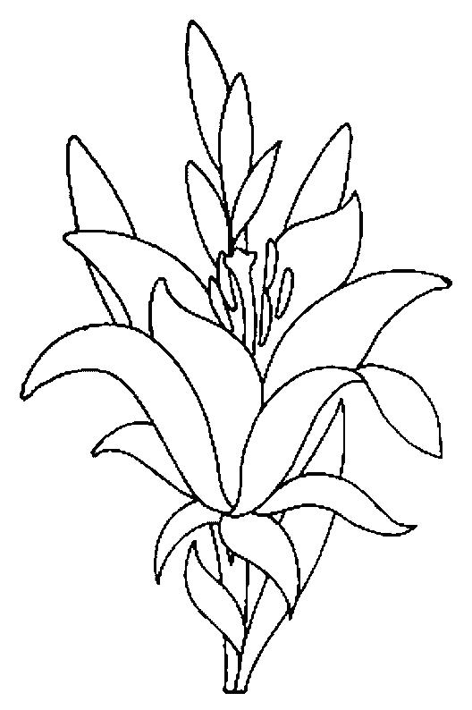 Fisă de colorat cu Flori crini de colorat p08