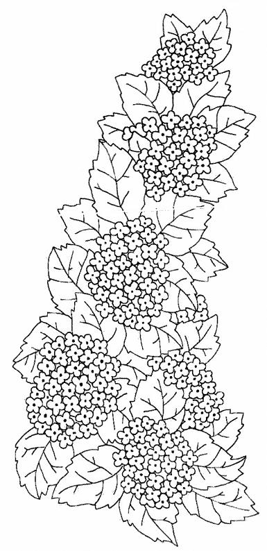 Fisă de colorat cu Flori de colorat p103