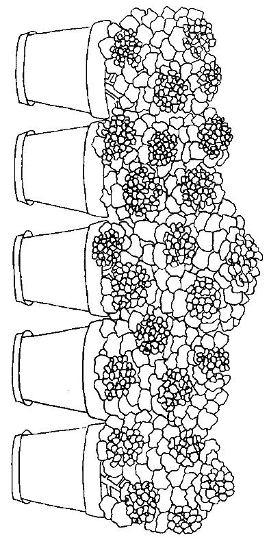 Fisă de colorat cu Flori de colorat p104