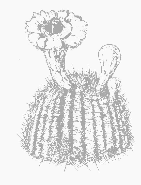 Fisă de colorat cu Flori de colorat p88