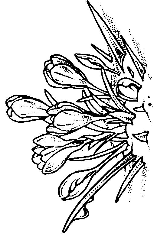 Fisă de colorat cu Flori de colorat p94