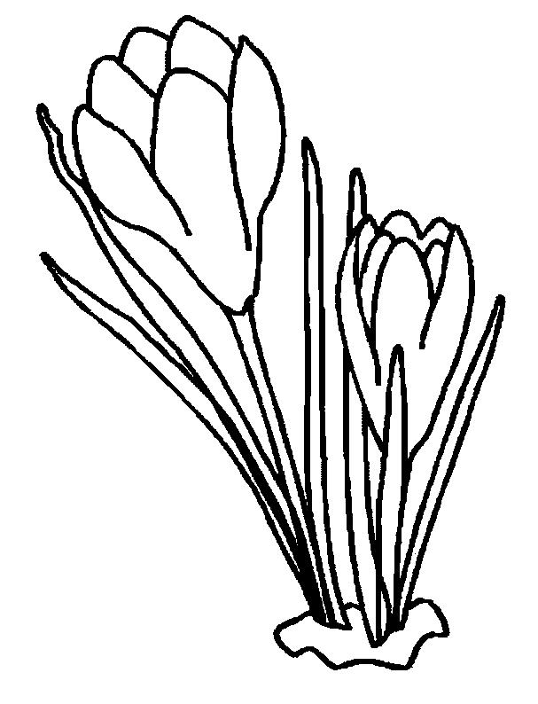 Fisă de colorat cu Flori de colorat p96