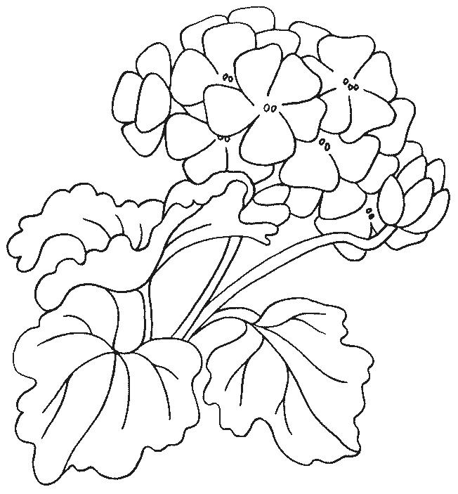 Fisă de colorat cu Flori de colorat p99