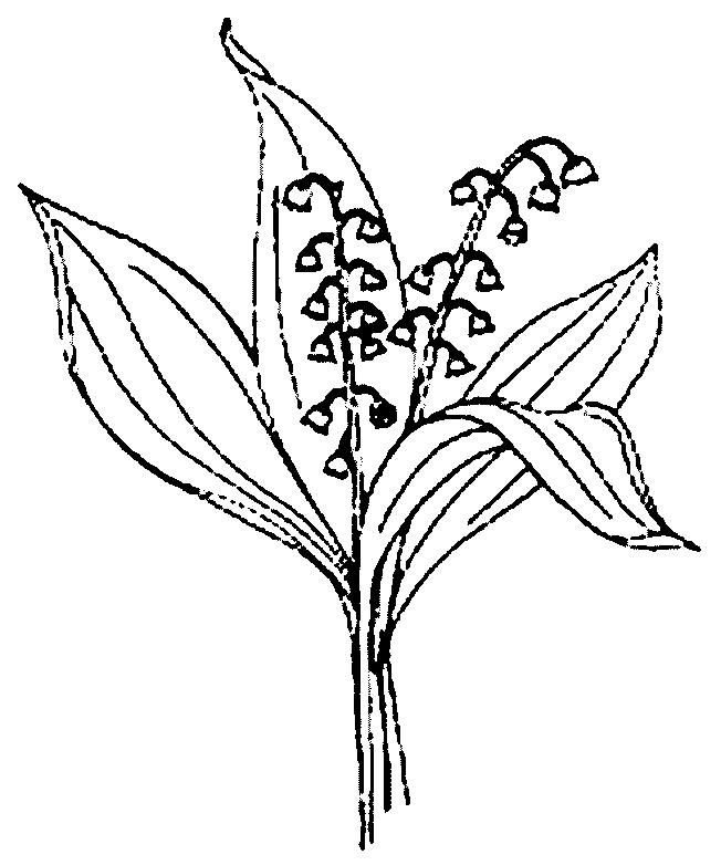 Fisă de colorat cu Flori lacramioare de colorat p15