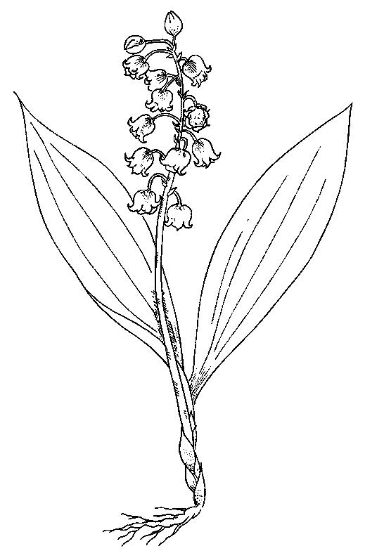 Fisă de colorat cu Flori lacramioare de colorat p16