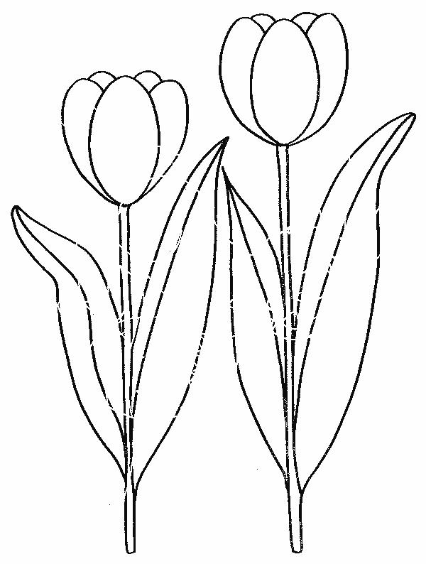 Fisă de colorat cu Flori lalele de colorat p06