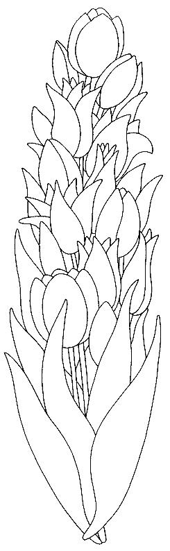 Fisă de colorat cu Flori lalele de colorat p22