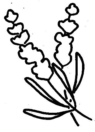 Fisă de colorat cu Flori lavanda de colorat p03