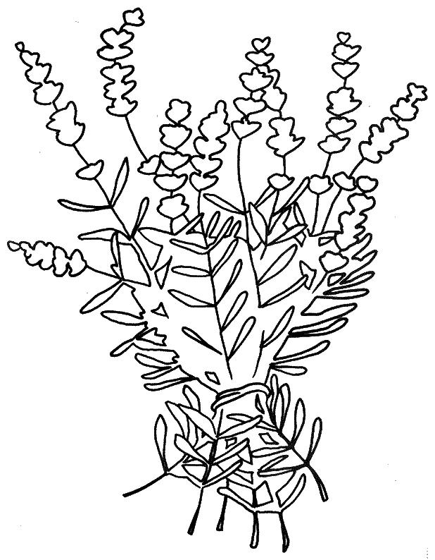 Fisă de colorat cu Flori lavanda de colorat p05