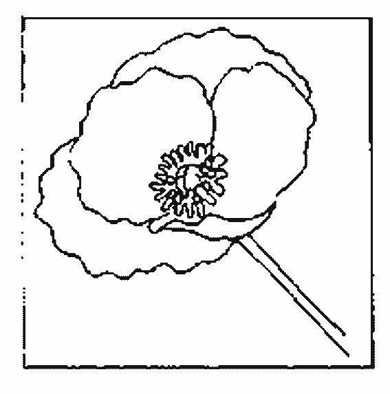 Fisă de colorat cu Flori maci de colorat p01