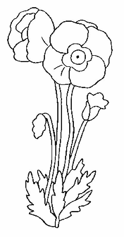 Fisă de colorat cu Flori maci de colorat p02