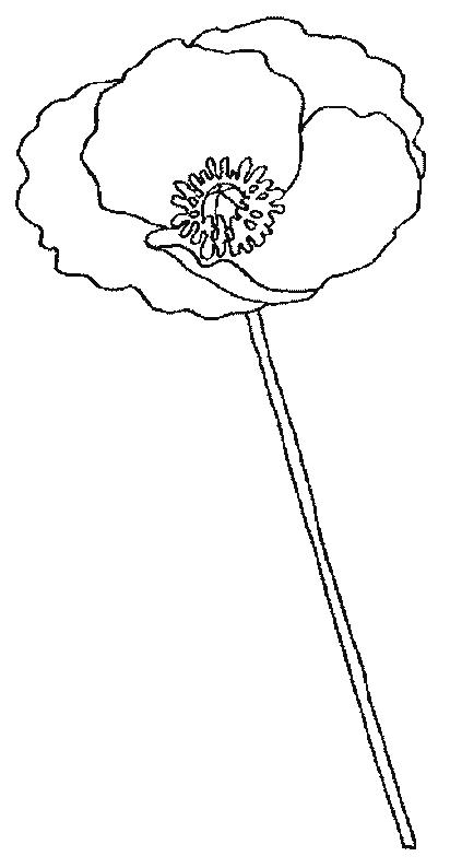 Fisă de colorat cu Flori maci de colorat p03