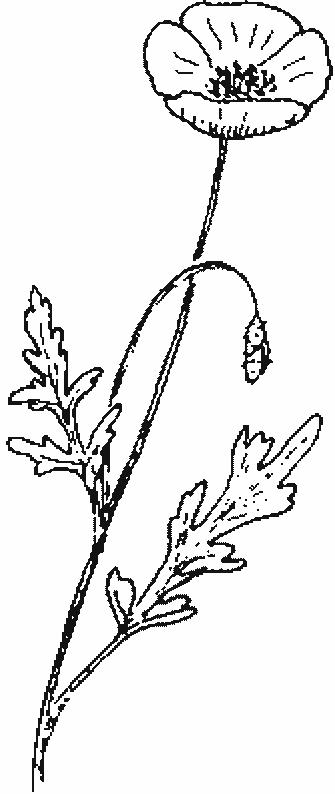 Fisă de colorat cu Flori maci de colorat p05