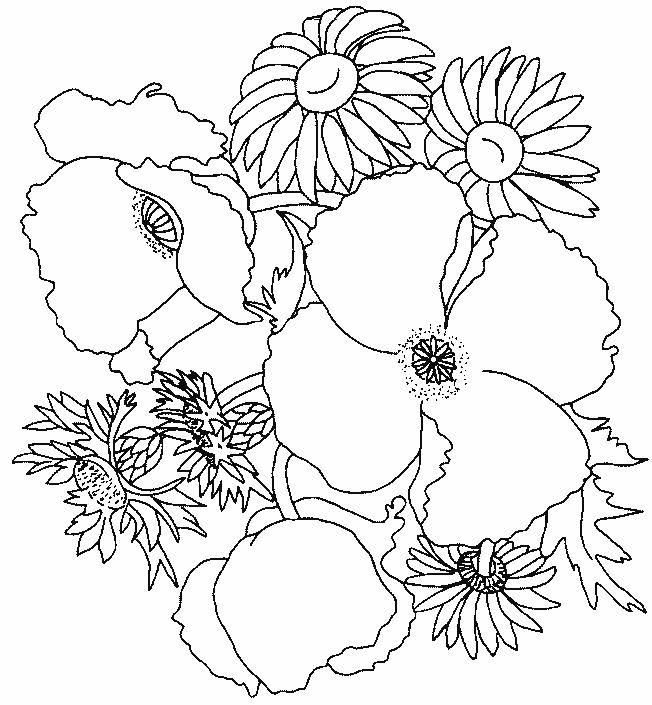 Fisă de colorat cu Flori maci de colorat p06