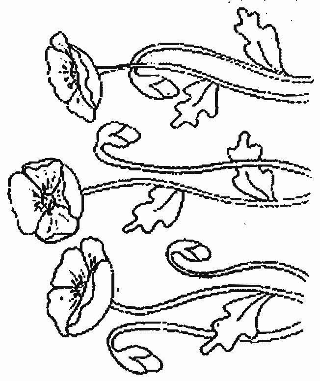 Fisă de colorat cu Flori maci de colorat p14