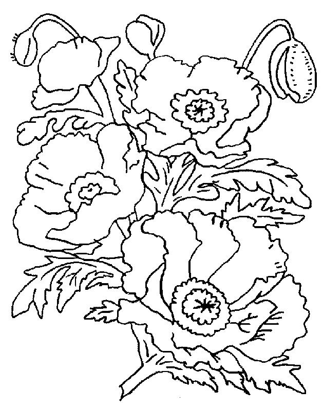 Fisă de colorat cu Flori maci de colorat p15