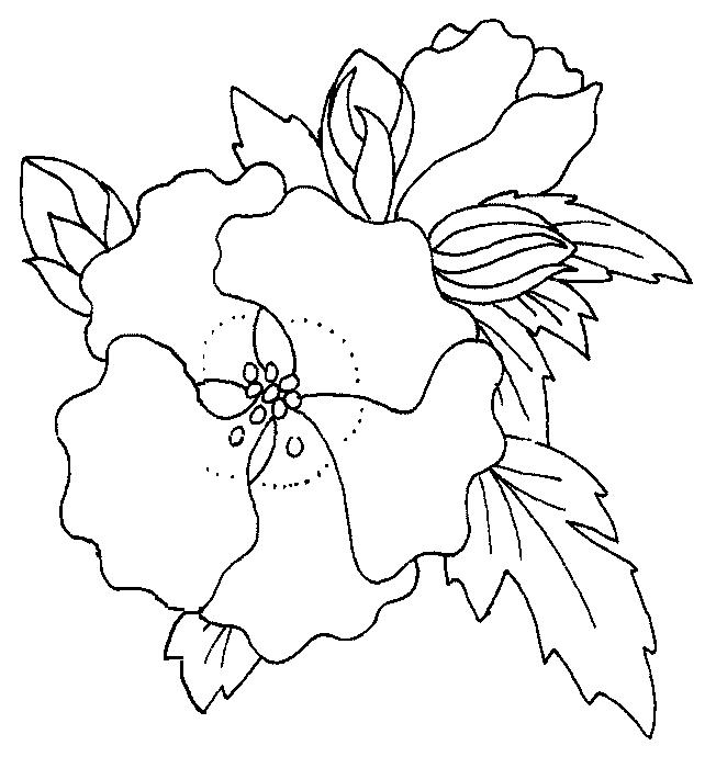Fisă de colorat cu Flori maci de colorat p17