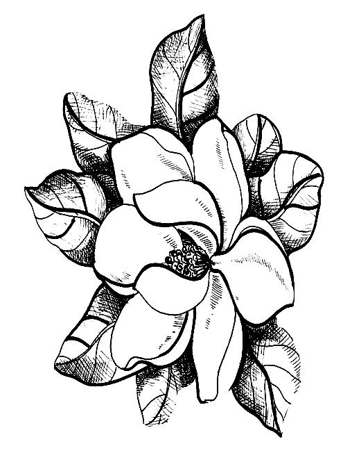 Fisă de colorat cu Flori magnolii de colorat p07