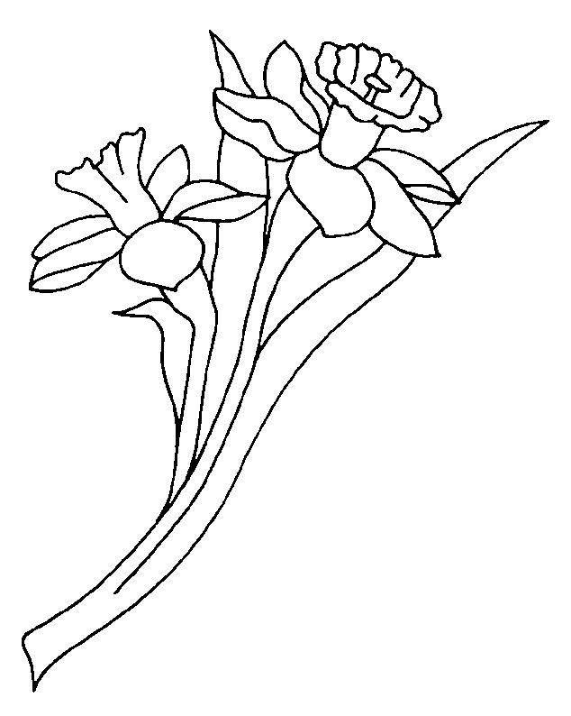 Fisă de colorat cu Flori narcise de colorat p01