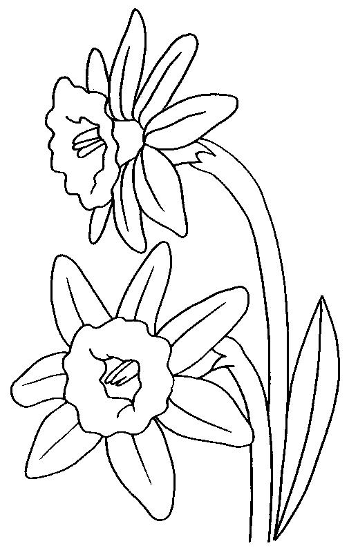 Fisă de colorat cu Flori narcise de colorat p05