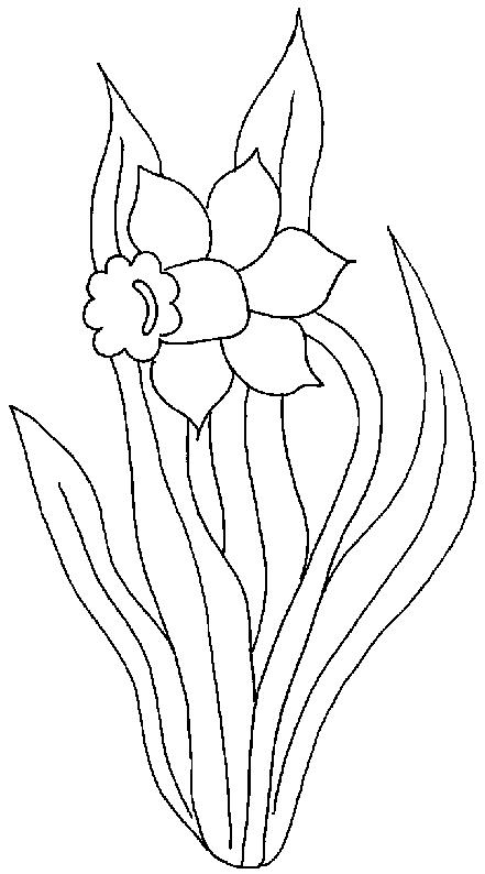 Fisă de colorat cu Flori narcise de colorat p11