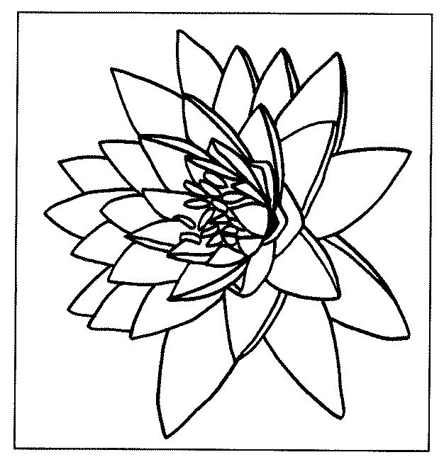 Fisă de colorat cu Flori nuferi de colorat p06