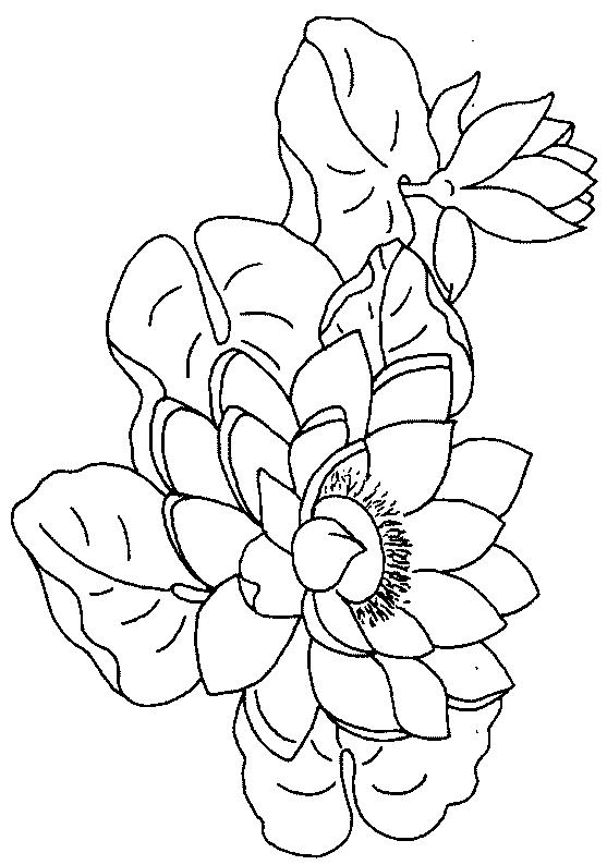 Fisă de colorat cu Flori nuferi de colorat p12