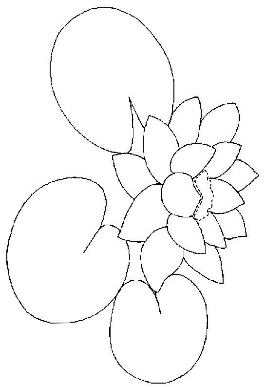 Fisă de colorat cu Flori nuferi de colorat p13