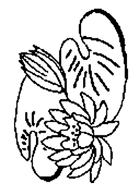 Fisă de colorat cu Flori nuferi de colorat p18