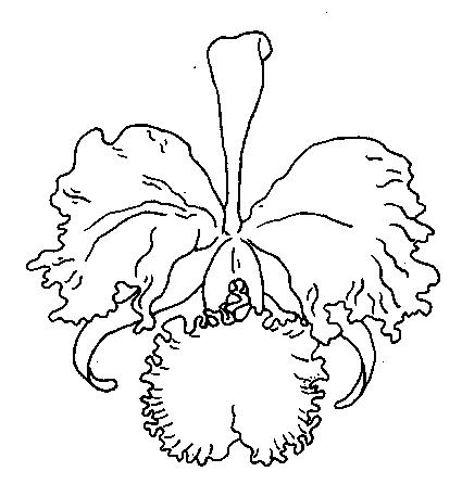 Fisă de colorat cu Flori orhidee de colorat p04