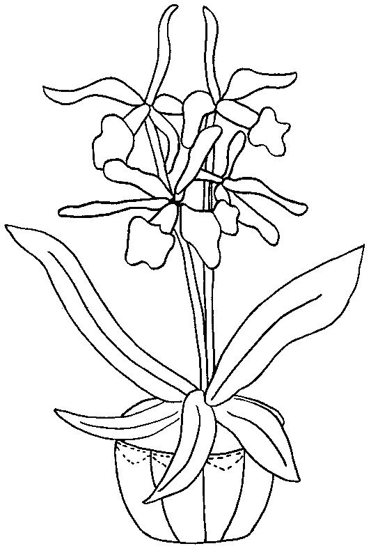 Fisă de colorat cu Flori orhidee de colorat p08
