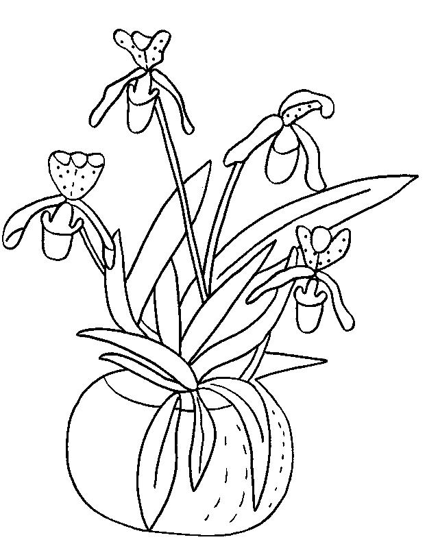 Fisă de colorat cu Flori orhidee de colorat p09