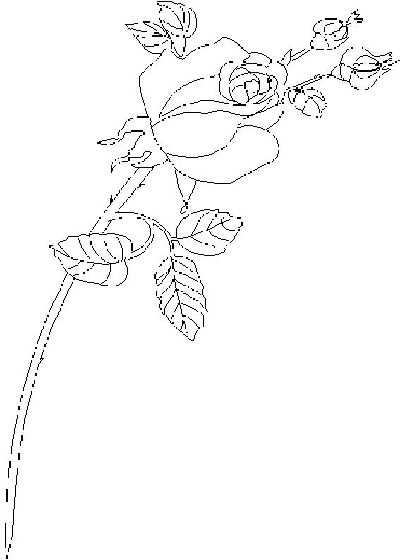Fisă de colorat cu Flori trandafiri de colorat p12