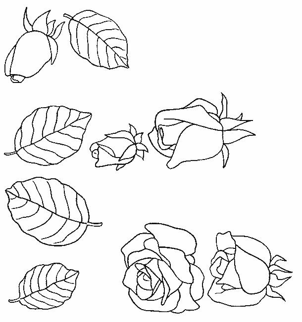 Fisă de colorat cu Flori trandafiri de colorat p20