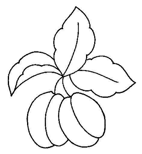 Fisă de colorat cu Fructe caise de colorat p07