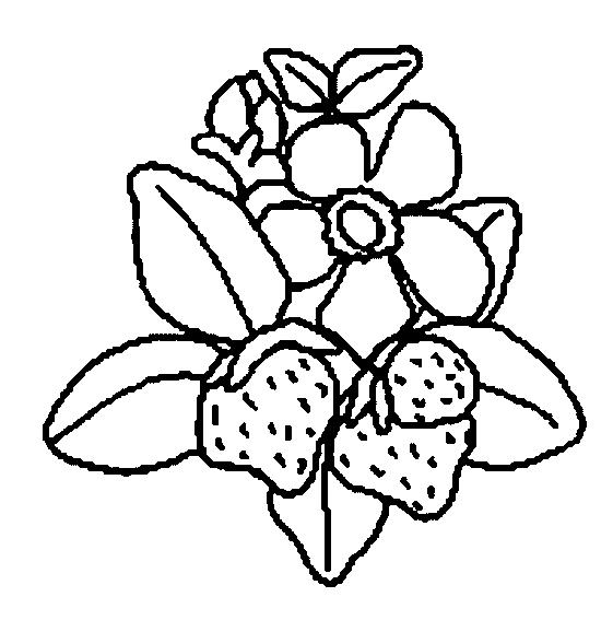 Fisă de colorat cu Fructe capsune de colorat p06