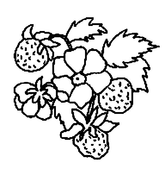 Fisă de colorat cu Fructe capsune de colorat p07