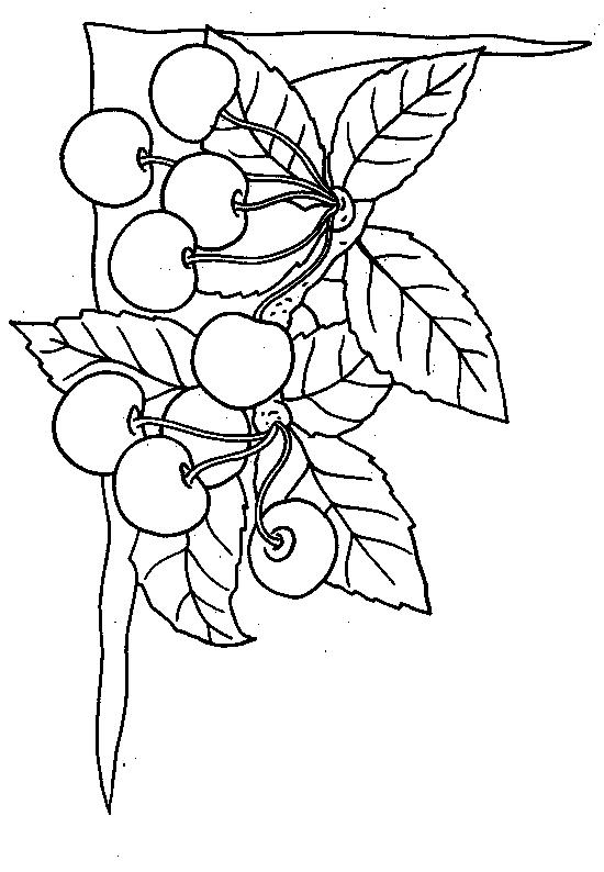 Fisă de colorat cu Fructe cirese de colorat p05