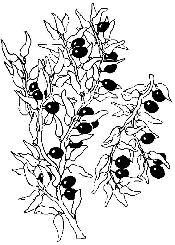 Fisă de colorat cu Fructe de colorat p22